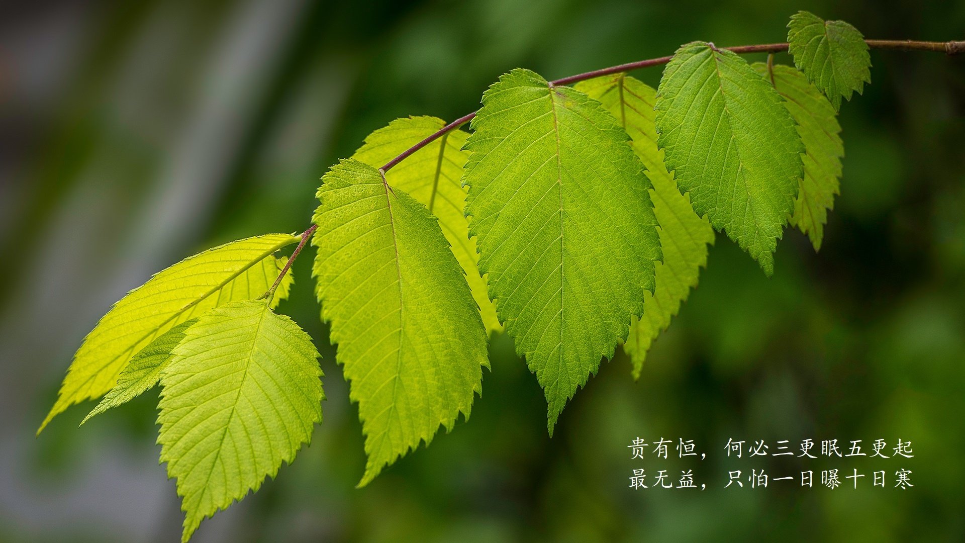 铁矿石普氏期货实时行情(铁矿石普氏指数cif最新价格)